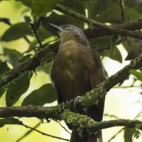 Ashy-headed Laughingthrush